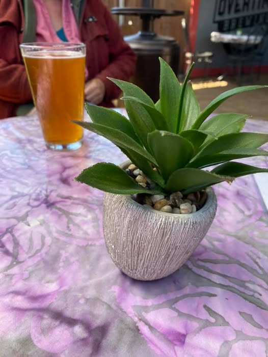 Beer and potted plant on a purple batik tablecloth on the Overtime Brewing patio