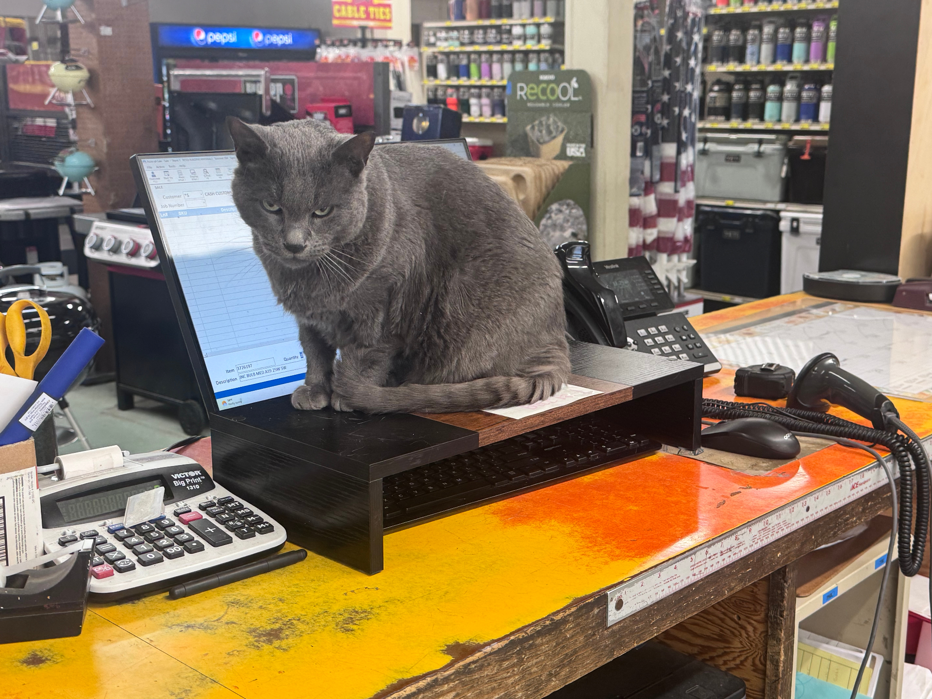 Rossi Building Materials shop cat on the front counter